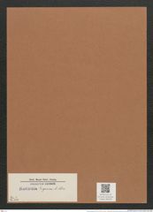 Navicula eugeniae A.Schm. (de-Toni-Nr.: Genus 1, Species 654) Zeichnungen Sammlung Grunow Mappe 00558 (Herbarium_W_Grunow_drawings_Folder_00558)